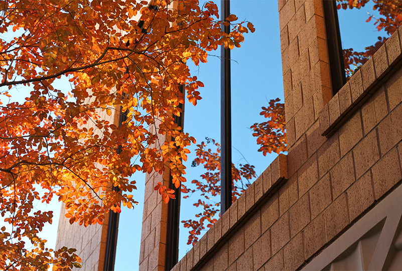 photo of of fall leaves and library architecture