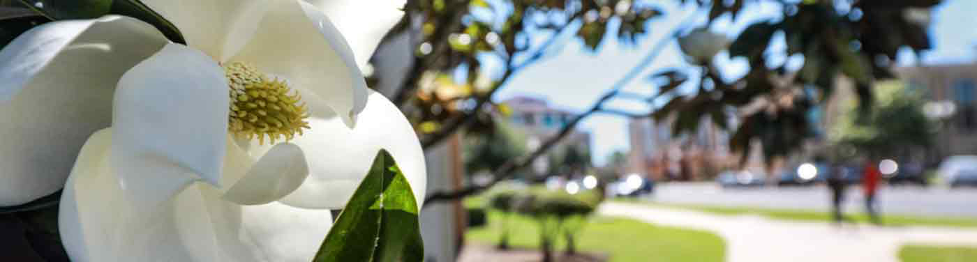 magnolia bloom photographed on campus